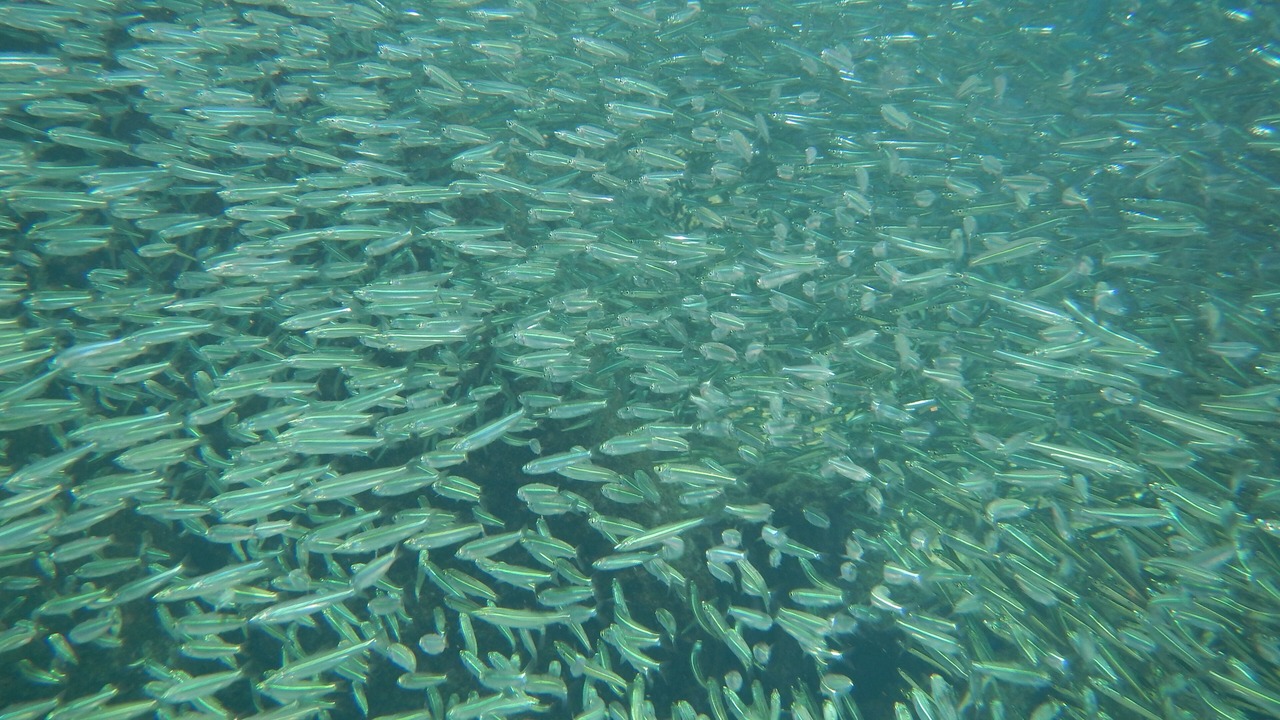 Photo of Outdoor in South Bimini