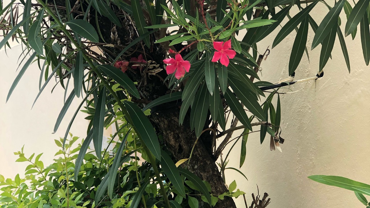 Photo of Outdoor in Piratininga