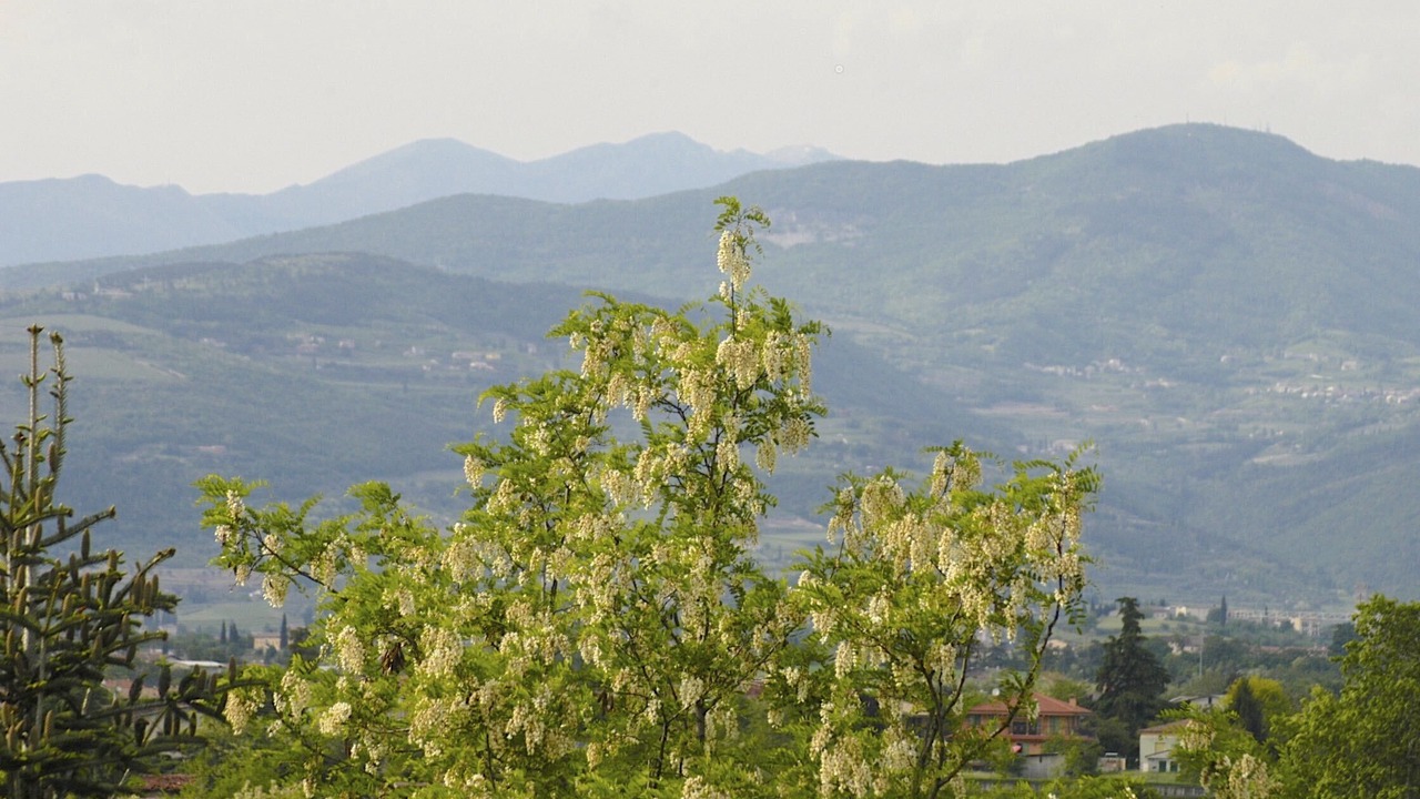 Photo of Others in Bussolengo
