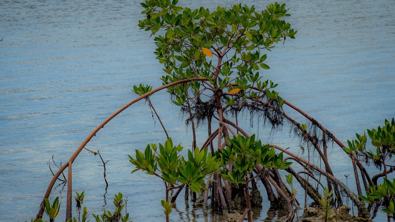 Photo of Outdoor in South Bimini
