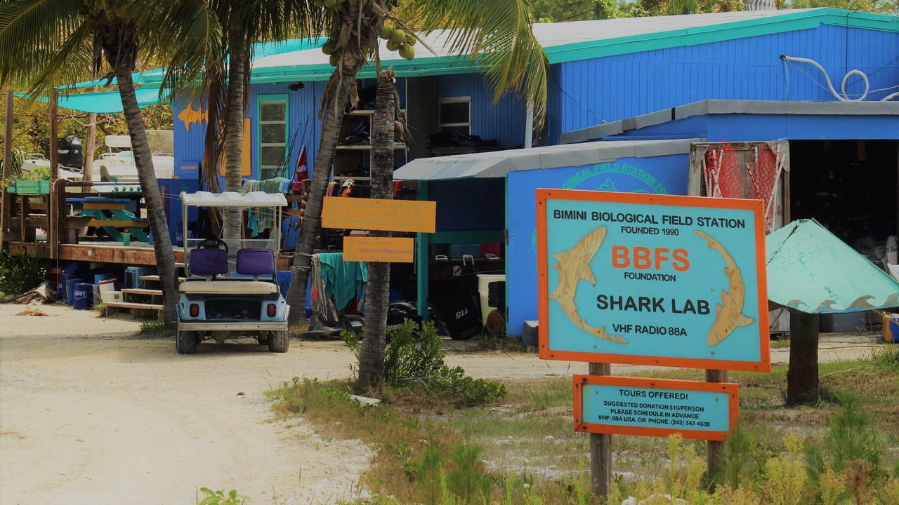 Photo of Others in South Bimini