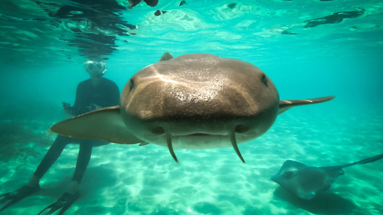 Photo of Outdoor in South Bimini