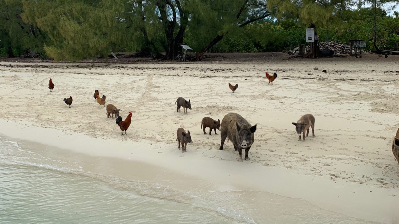 Photo of Others in Treasure Cay