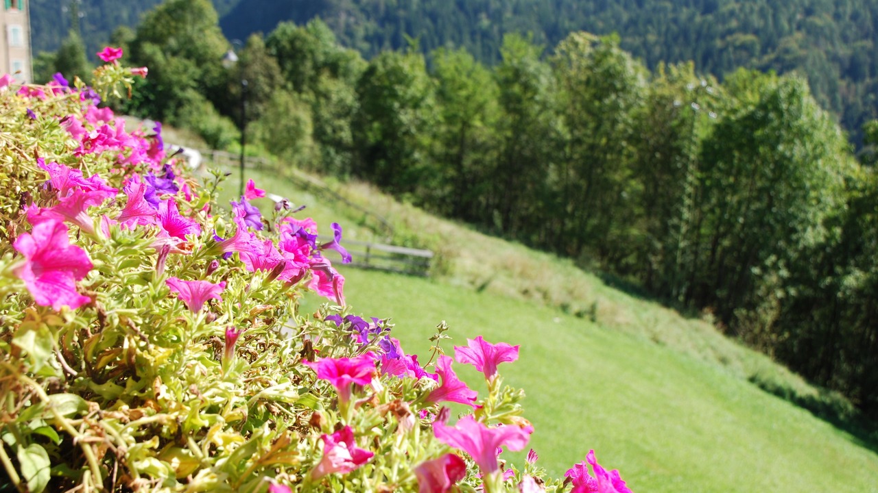 Photo of Outdoor in Venas di Cadore