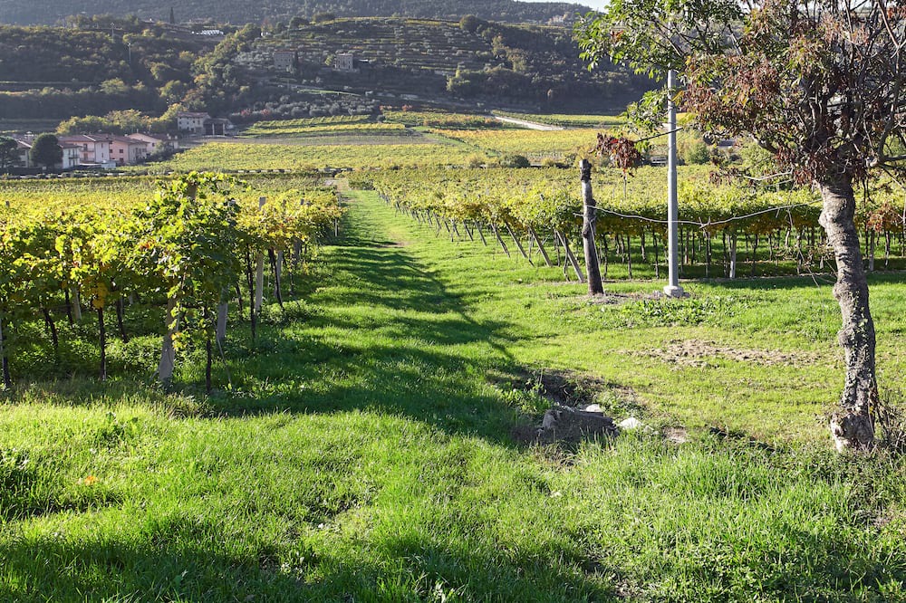 Photo of Outdoor in Negrar