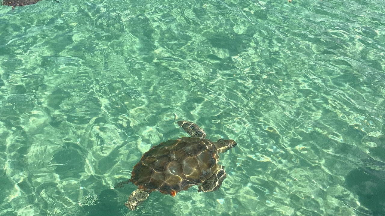 Photo of Others in Palm Cay