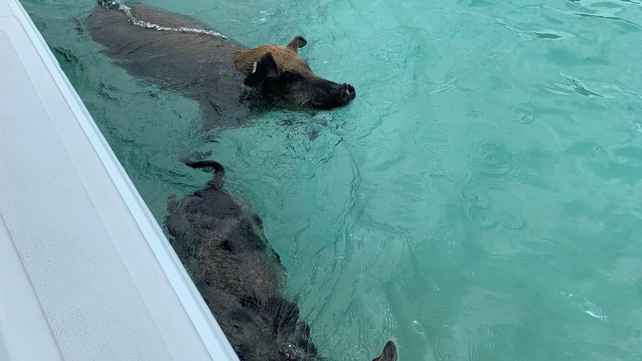 Photo of Others in Palm Cay