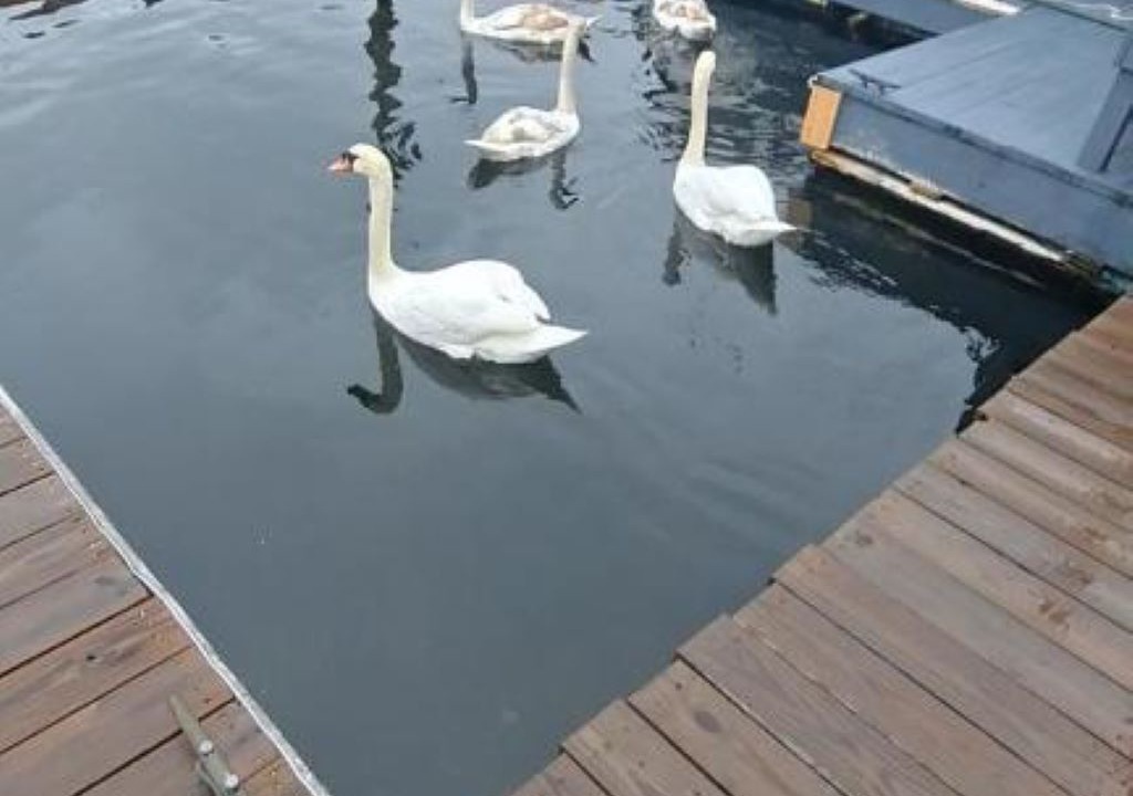 Photo of Others in Sheepshead Bay