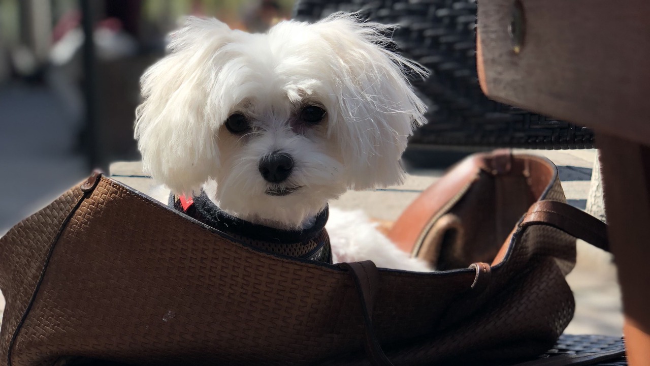 Photo of Others in Lincoln Square