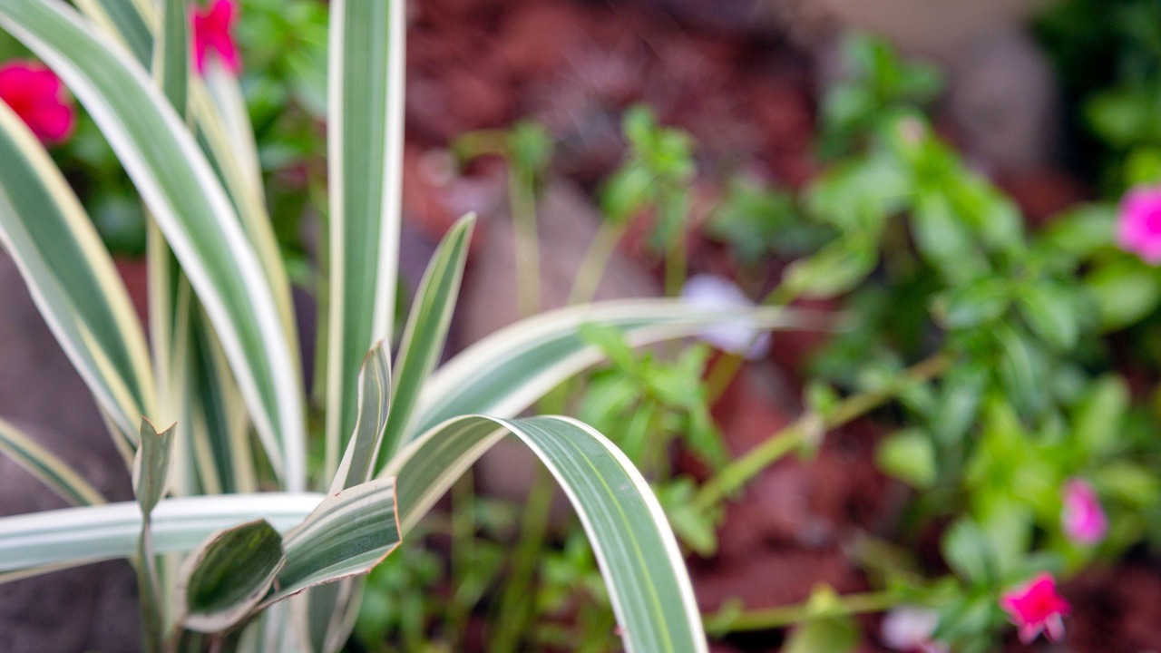 Photo of Outdoor in Molynes Gardens