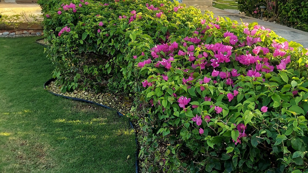 Photo of Outdoor in Caribbean Estates
