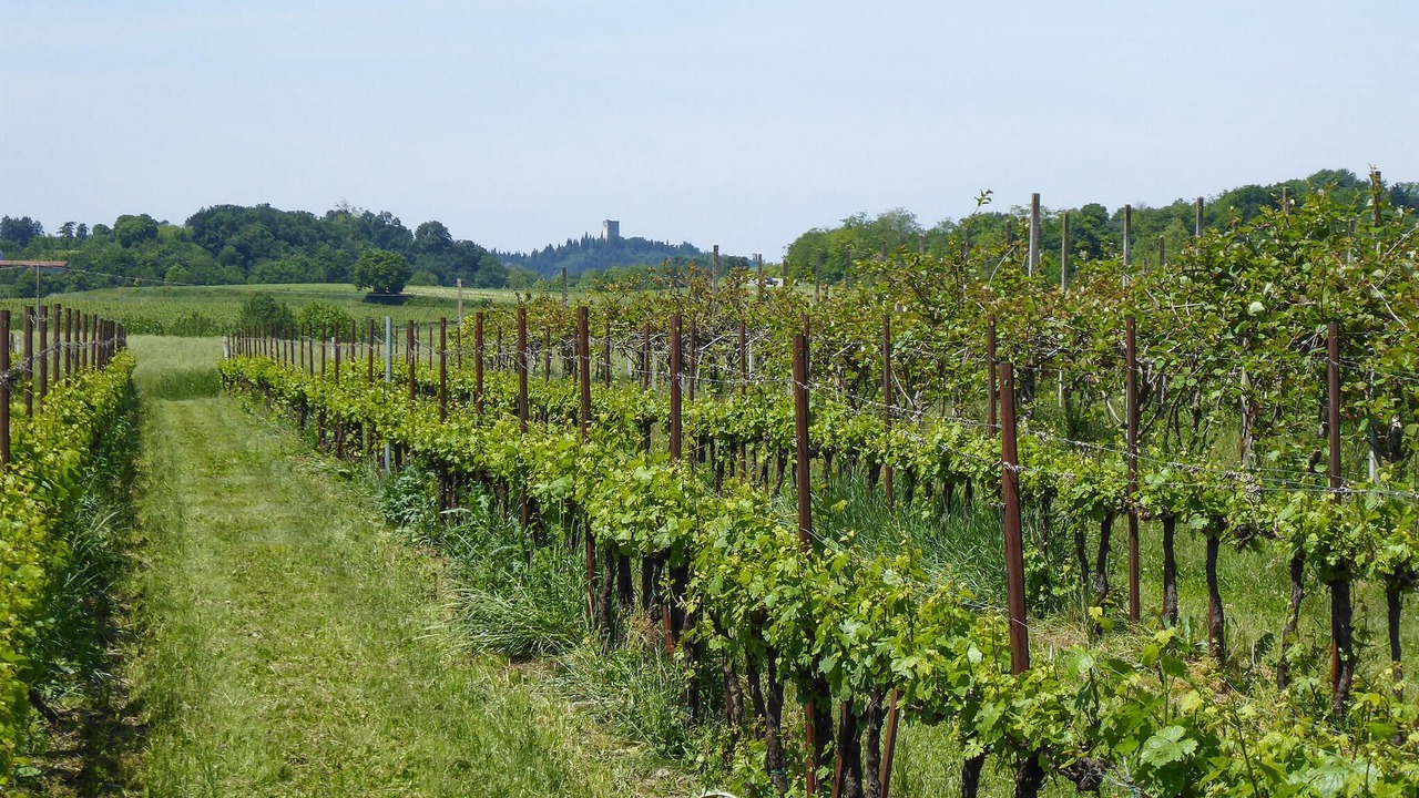 Photo of Others in Marano di Valpolicella