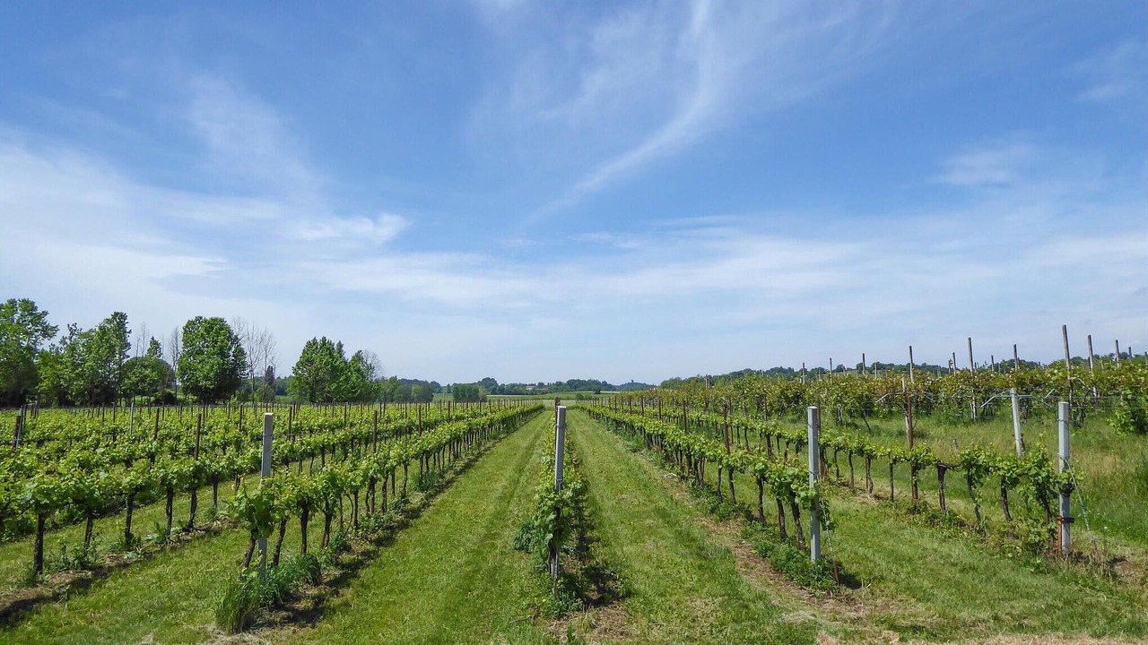 Photo of Others in Marano di Valpolicella