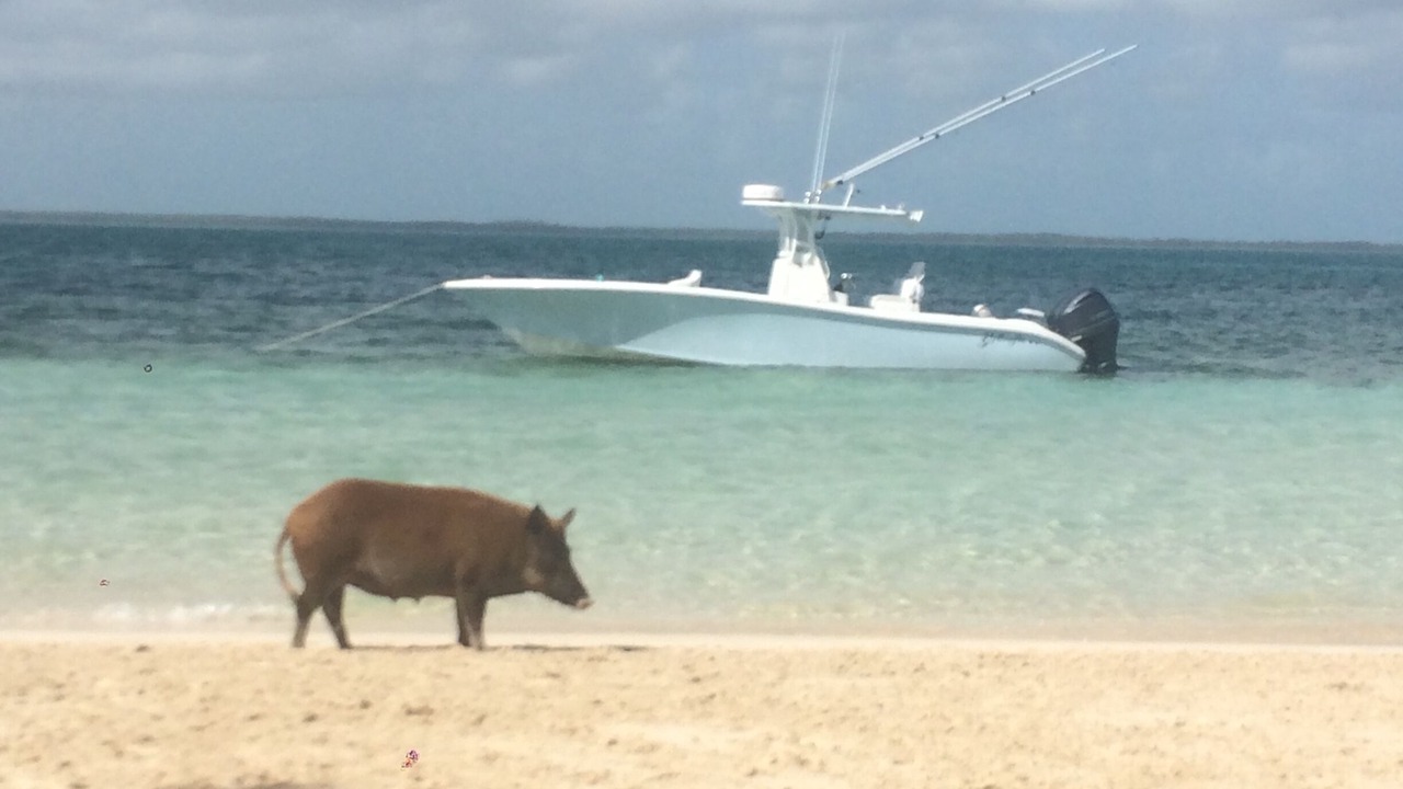 Photo of Others in Great Guana Cay