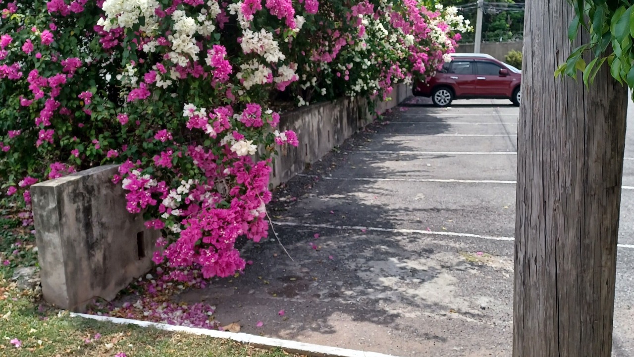 Photo of Outdoor in Constant Spring