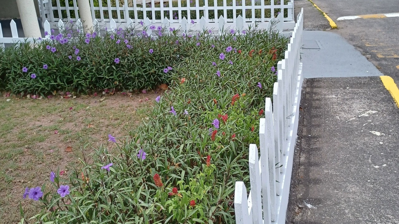 Photo of Outdoor in Constant Spring