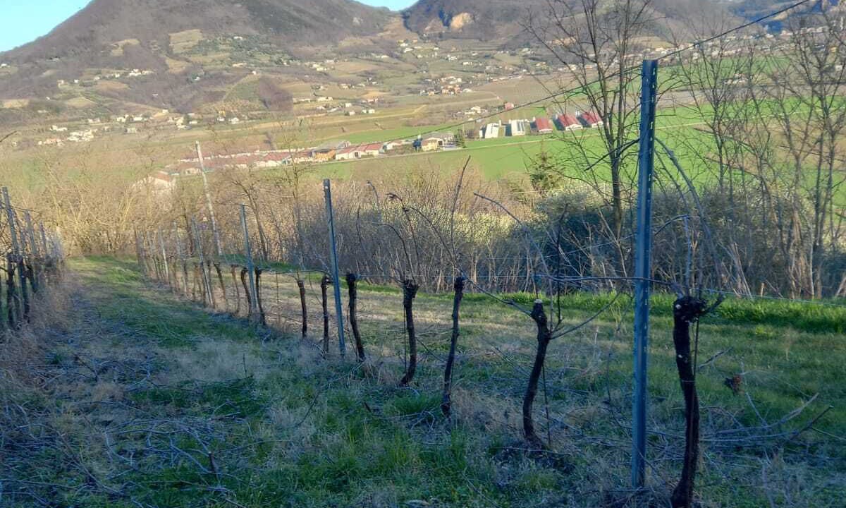 Photo of Others in Albettone