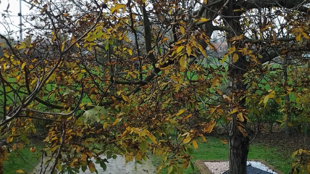 Photo of Outdoor in Noventa di Piave
