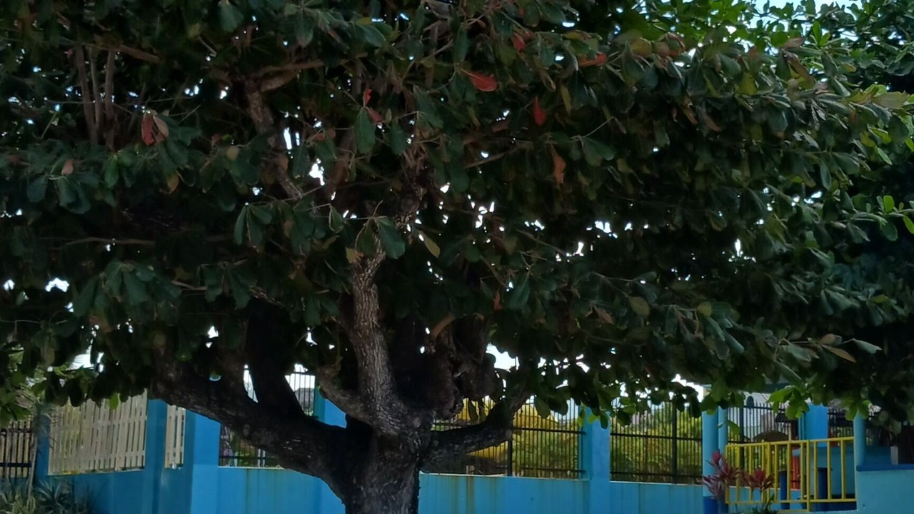 Photo of Outdoor in Runaway Bay