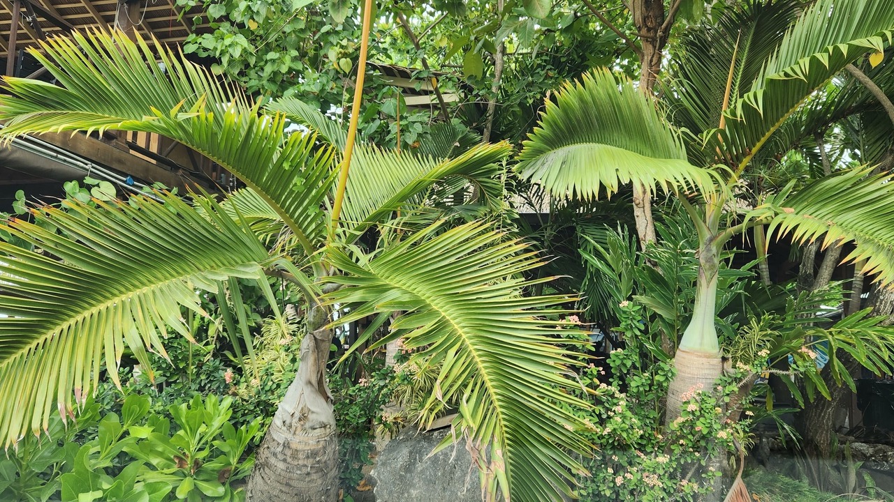 Photo of Outdoor in Runaway Bay
