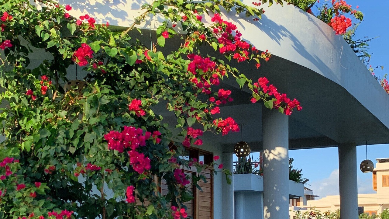 Photo of Outdoor in Treasure Beach
