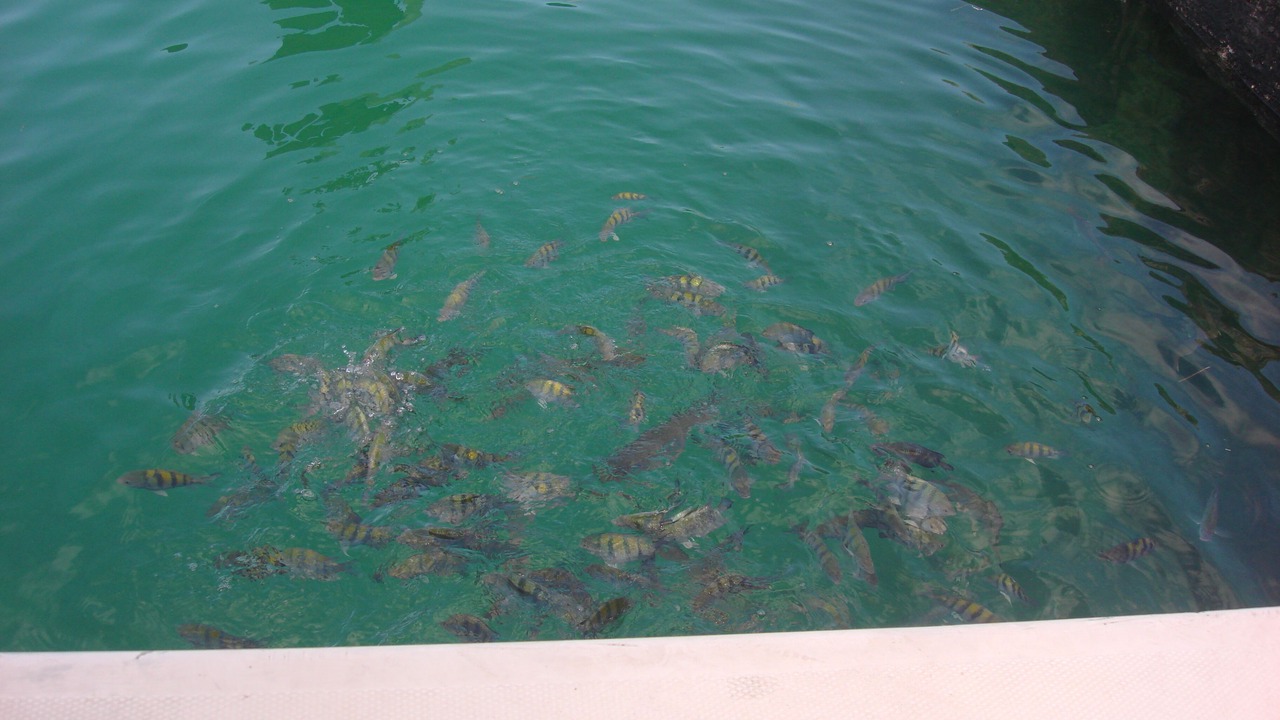 Photo of Others in South Palmetto Point