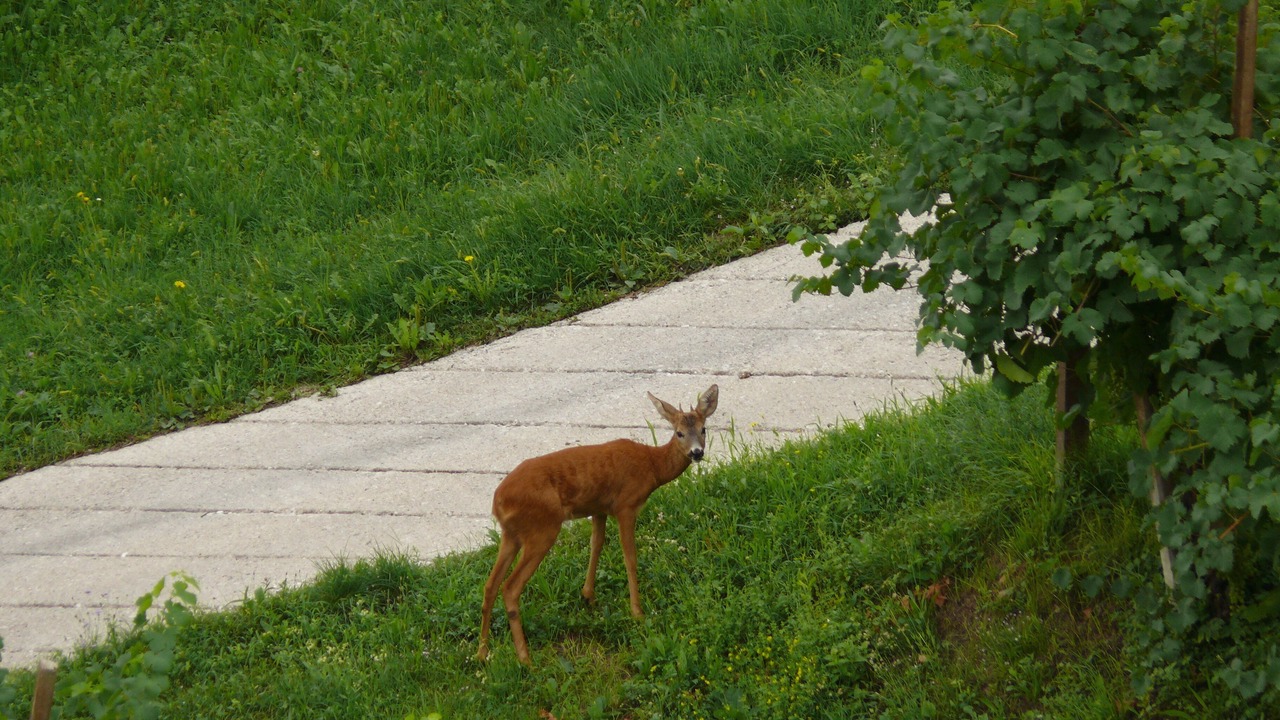 Photo of Outdoor in Valdobbiadene