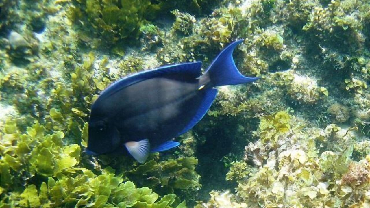 Photo of Others in South Palmetto Point
