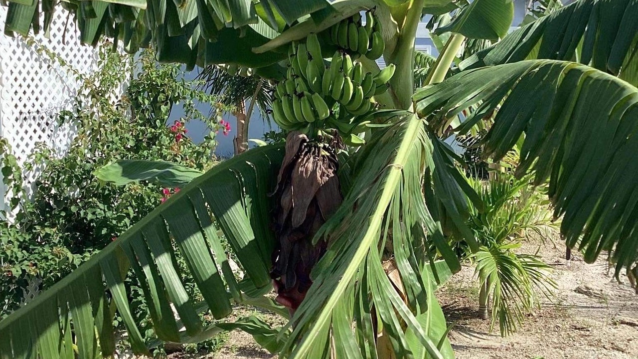 Photo of Outdoor in Treasure Cay