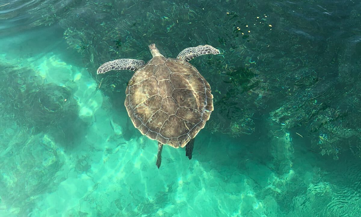Photo of Others in Tar Bay