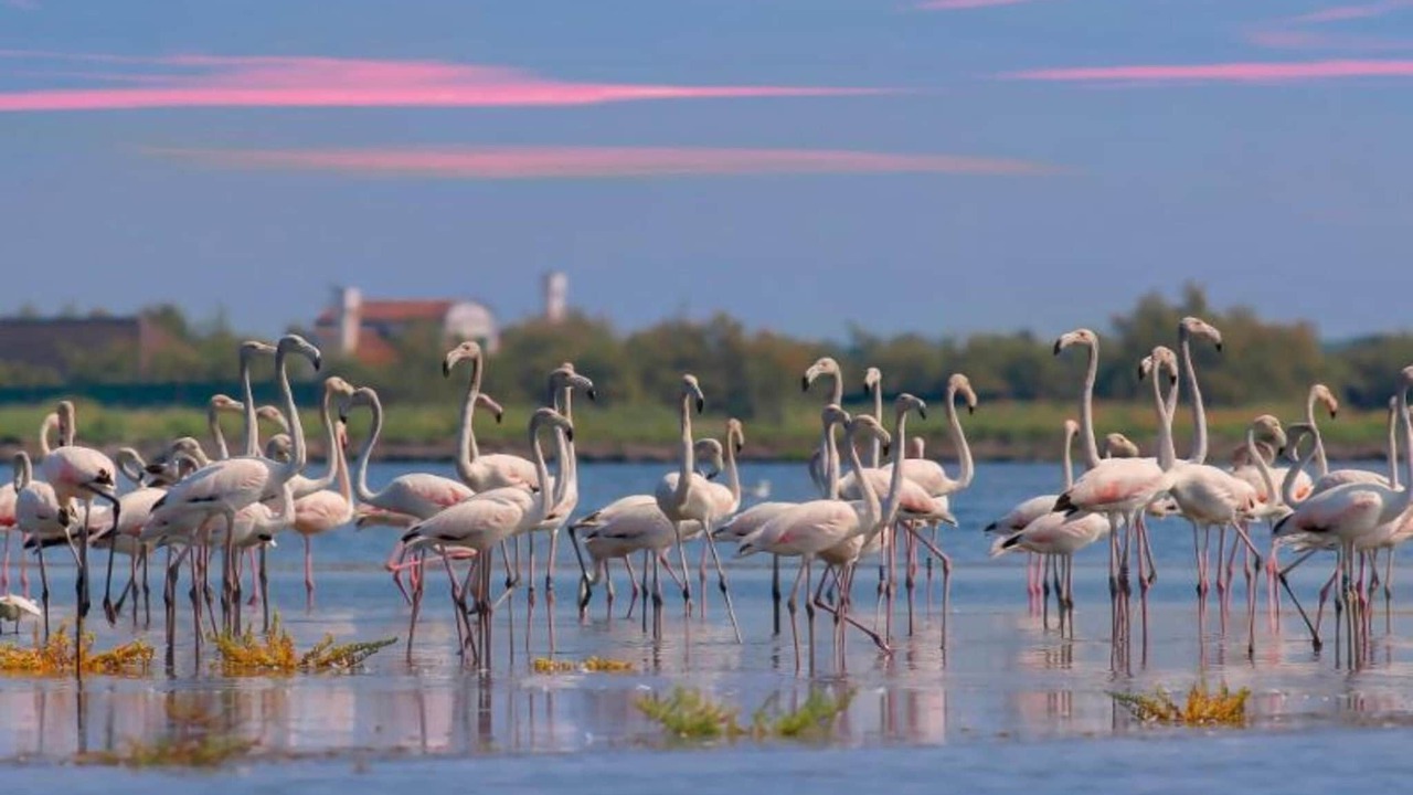 Photo of Others in Rosolina Mare