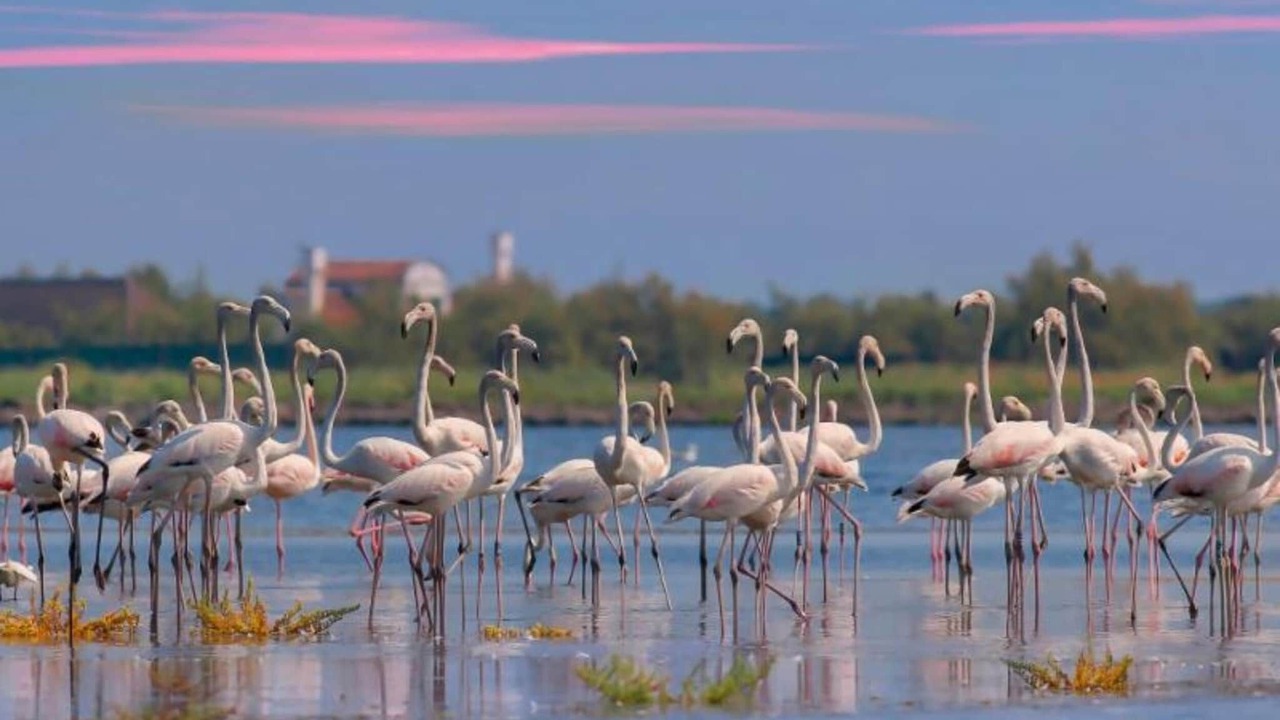 Photo of Others in Rosolina Mare