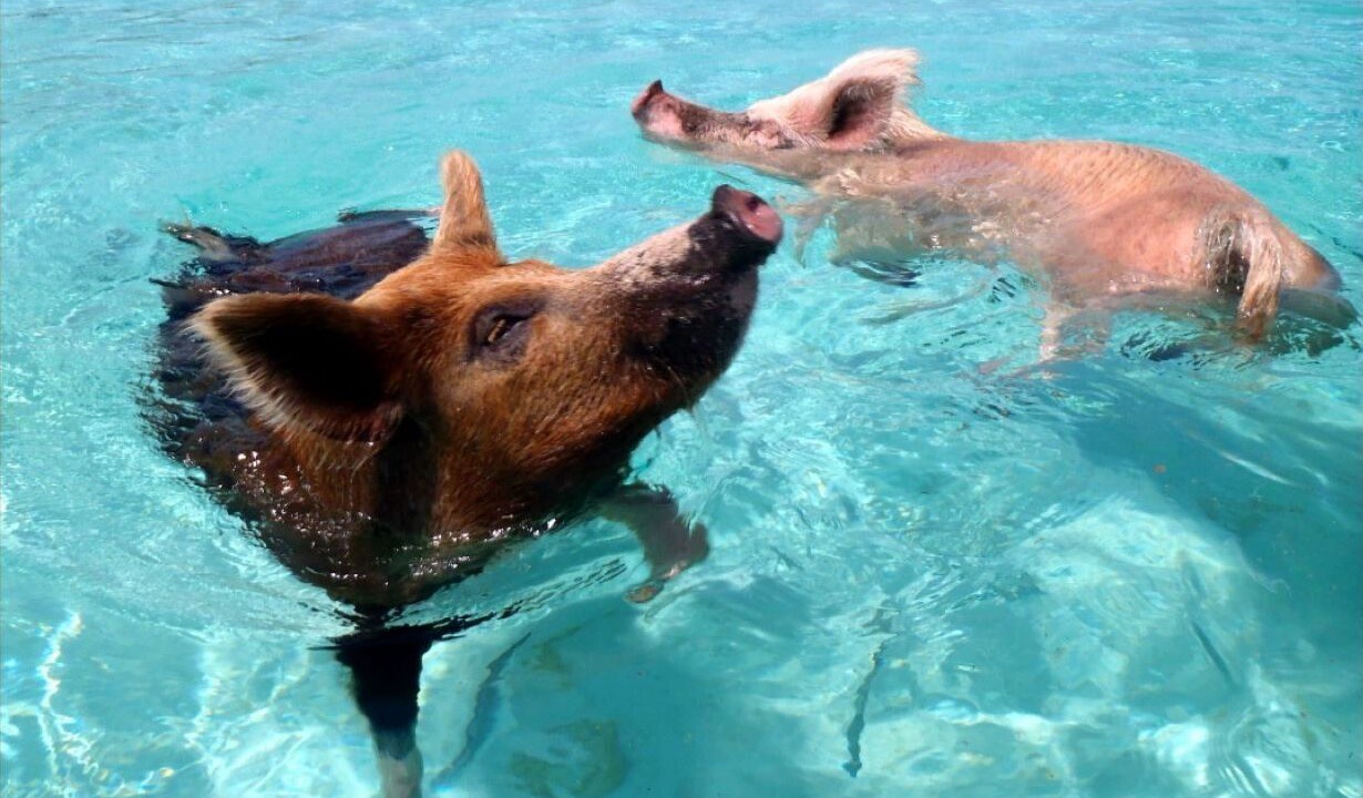 Photo of Others in Treasure Cay