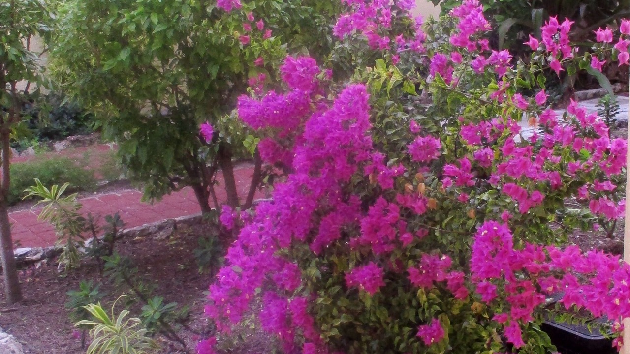 Photo of Outdoor in Paradise Island