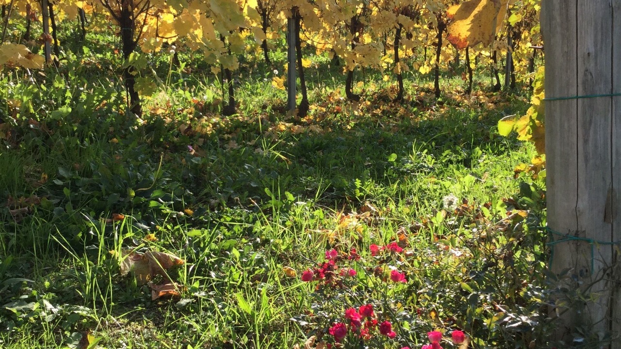 Photo of Outdoor in Teolo