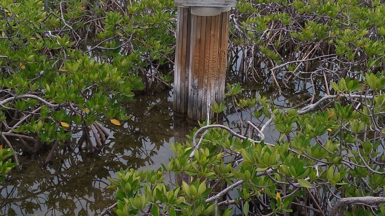 Photo of Others in South Bimini