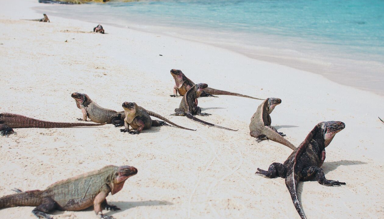 Photo of Others in Exuma