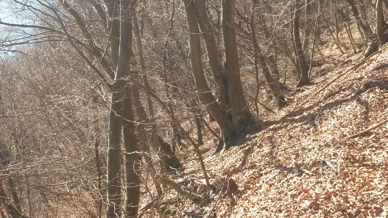 Photo of Others in Longarone