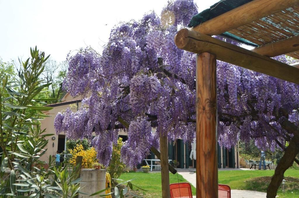 Photo of Outdoor in Teolo
