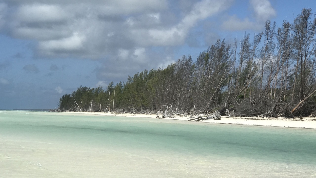 Photo of Others in Bahama Reef
