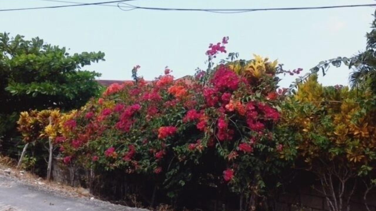 Photo of Others in St. Ann's Bay
