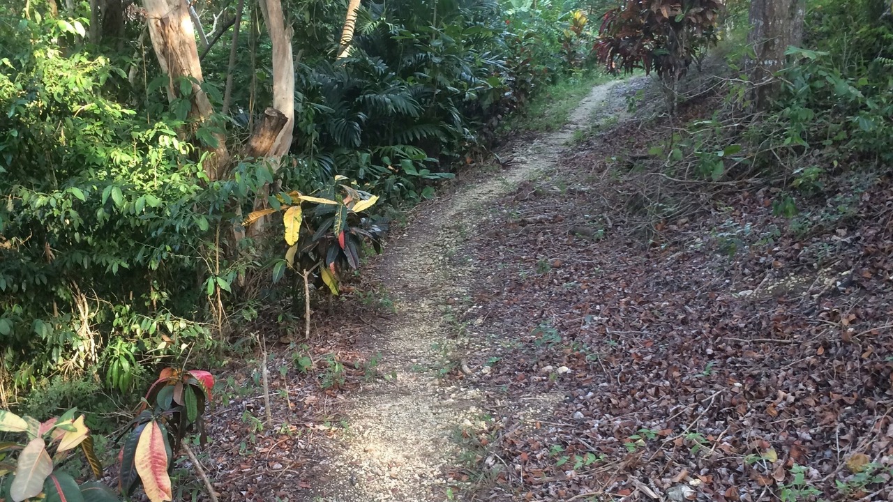 Photo of Outdoor in St. Ann's Bay