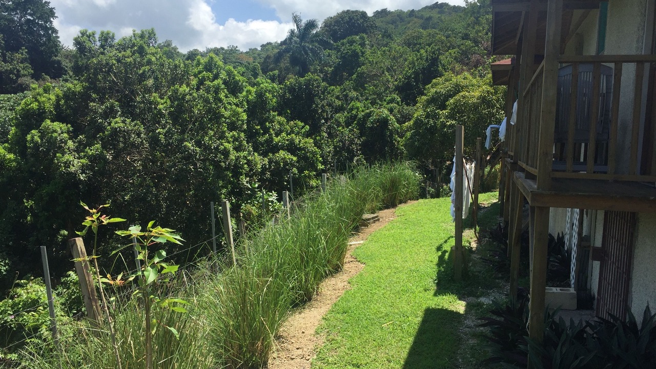 Photo of Outdoor in St. Ann's Bay
