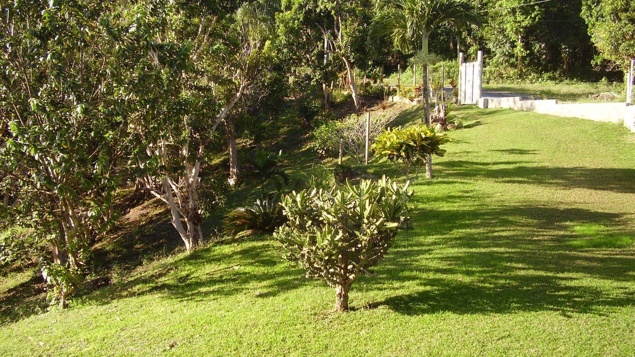 Photo of Others in St. Ann's Bay