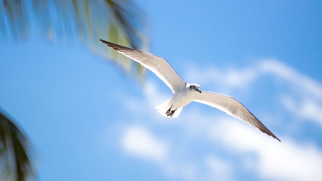 Photo of Others in Nassau