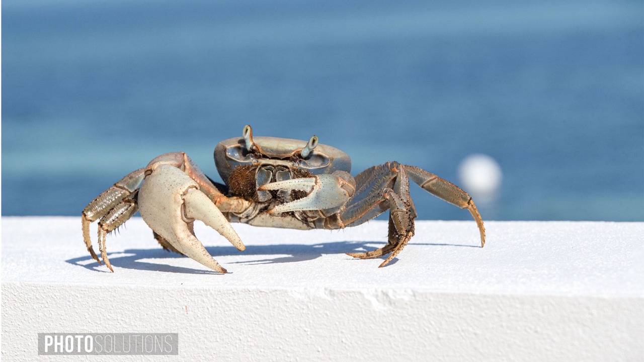 Photo of Others in Nassau