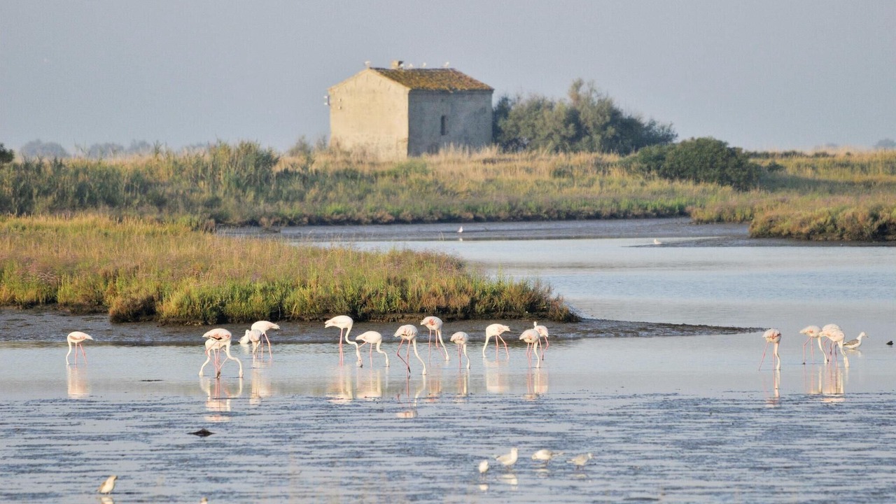 Photo of Others in Taglio di Po