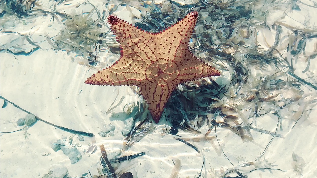Photo of Others in Sweetings Cay