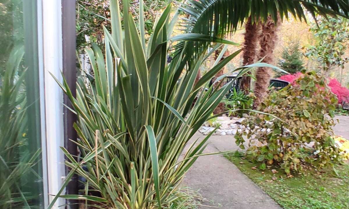 Photo of Outdoor in Dese