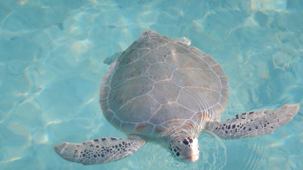 Photo of Others in Great Exuma